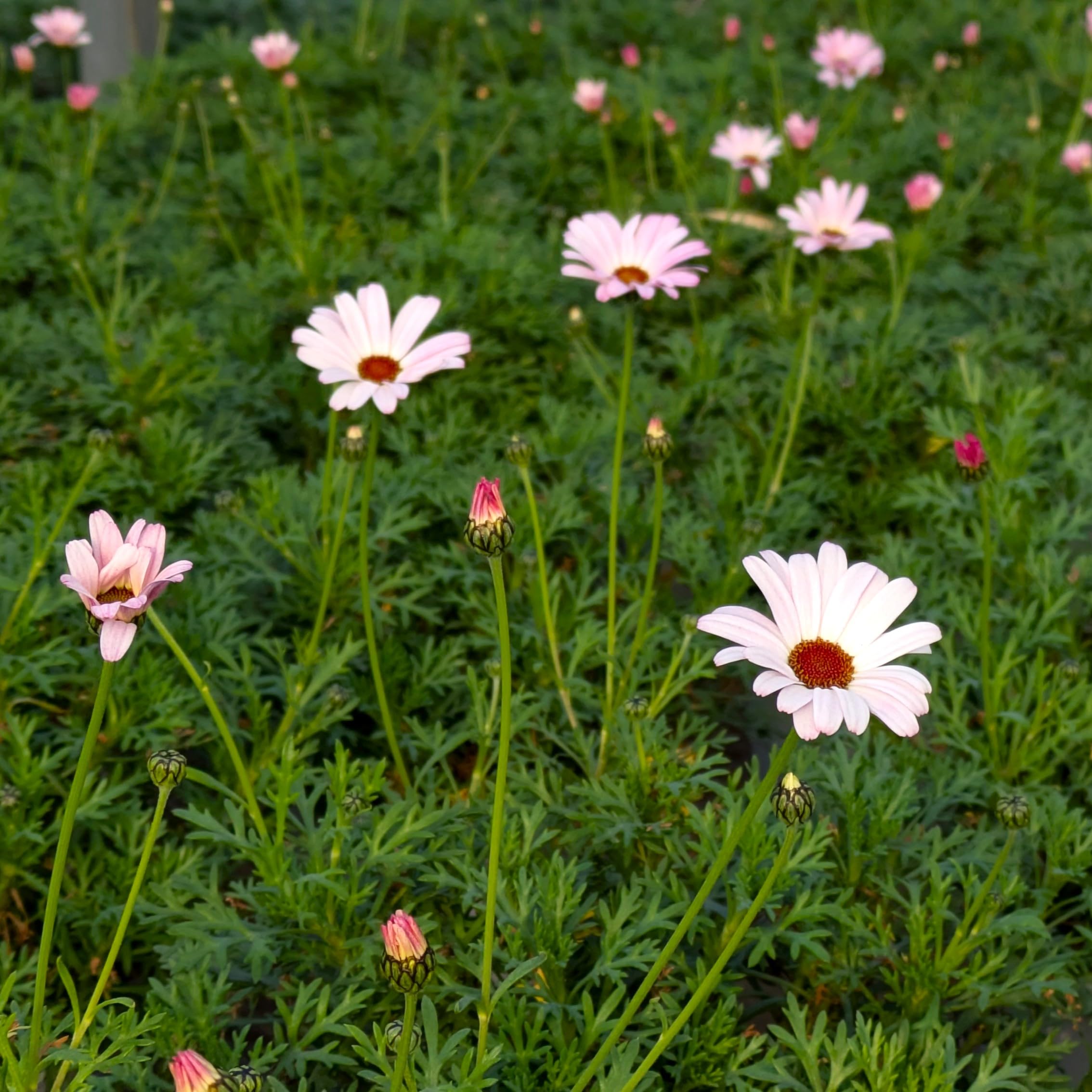 ZimomoLABUBUピンク約30cm Amazon | ビジューマム ピンクパール 9cmポリポット 花苗 4株 | 花